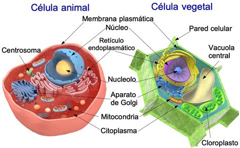 célula animal e vegetal